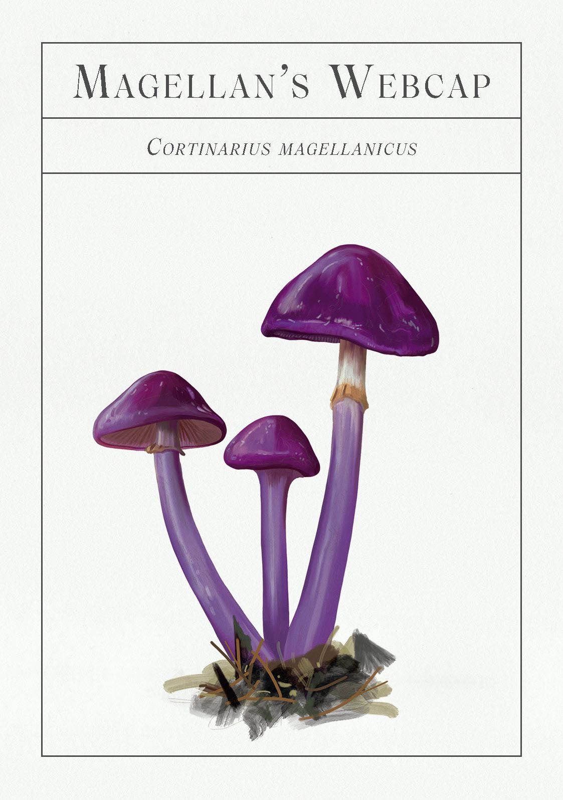 Deck of Mushrooms; an illustrated field guide