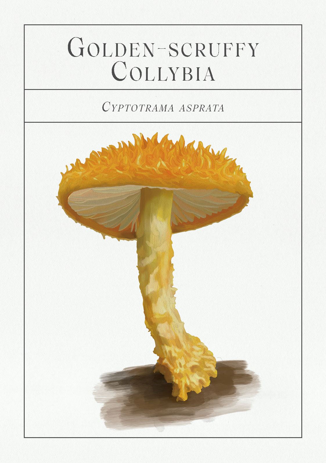 Deck of Mushrooms; an illustrated field guide