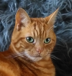 Bramble met zijn evenbeeld