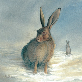 Snow Hares