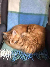 Smaug & Sharon gecharmeerd van Tweedmill