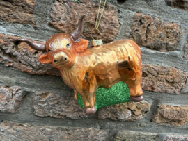 Schotse Hooglander Coo