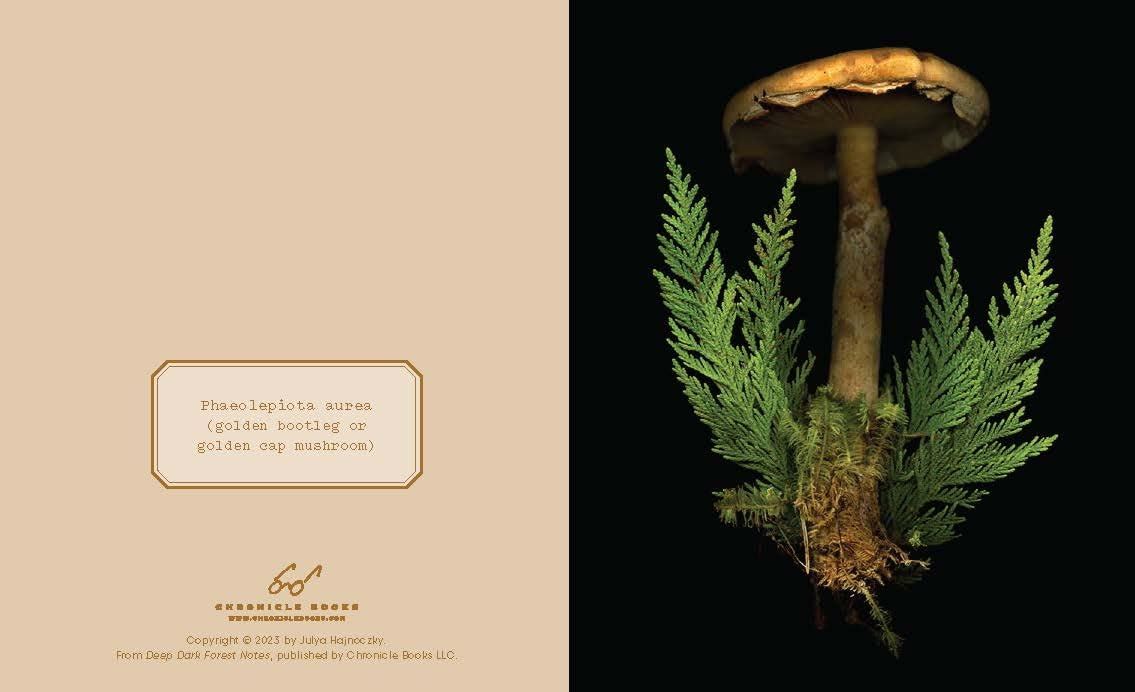 Deep Dark Forest  (Notecards & Enveloppes)