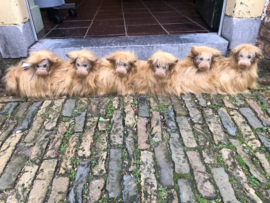 Tochtstrip Highland Cows