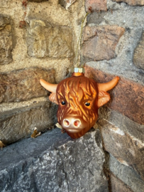 Schotse Hooglander Kopje / Highland Cow face