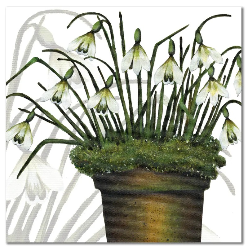 CA98 Snowdrops