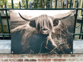 Schotse Hooglander op Vinyl