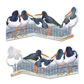 Oystercatchers