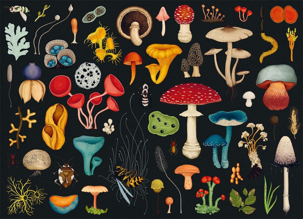 Fungarium puzzel 1000 stukjes