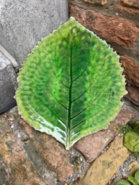 Schotel Hortensia blad