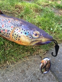 Fien de Bruine Forel vissen kussen