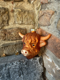 Schotse Hooglander Kopje / Highland Cow face
