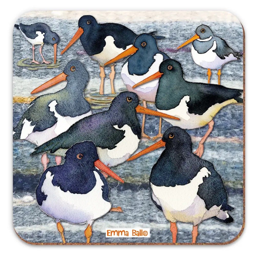 O29EB19 Oystercatchers