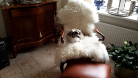 Vacht voor Fam. Ruigewaard