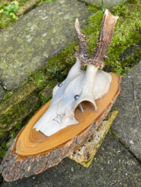 6. Reebok schedel met gewei