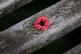 Rode klaproos / poppy op pin