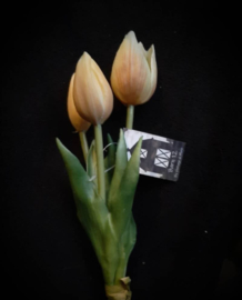 Tulip Sarah champagne