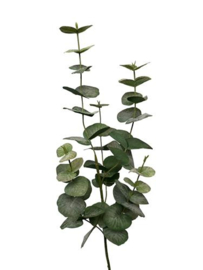 Eucalyptus spray x 4