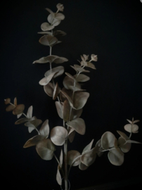 Eucalyptus Tak dark