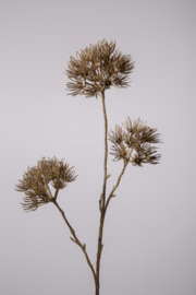 Hogweed x3 77cm dia 13cm