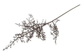 Corokia L d.bruin