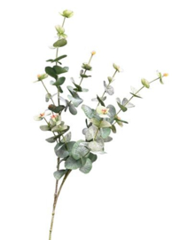 Eucalyptus spray