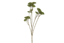 Achillea L groen