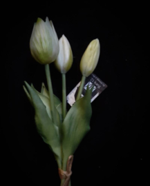 Tulip Sarah white