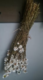 Dried Acroclinium White