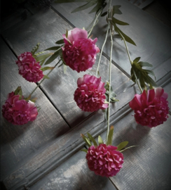 Pompom of marigold dark