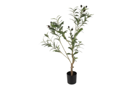 Olea europaea S groen