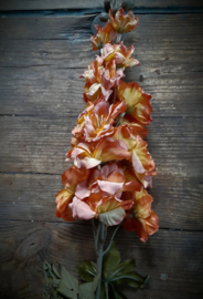 Delphinium copper