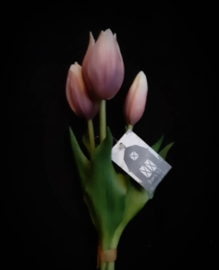 Tulip Sarah mauve