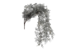 Tillandsia L grijs