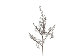 Corokia S d.bruin