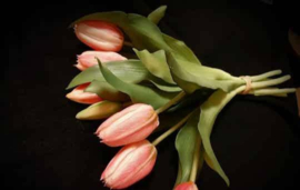 Tulp Eliza pink lady