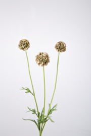 Scabiosa Spray x3 61cm