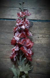 Delphinium antique pink