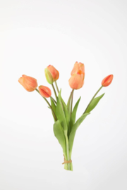 Tulip Bush x7 41cm