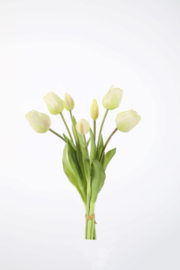 Tulip Bush x7 41cm