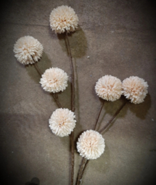 Pompom spray x 7 creme