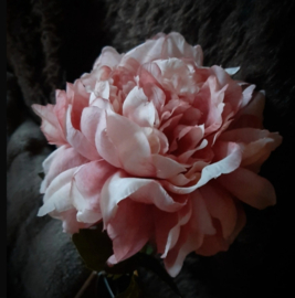 Peony antique pink