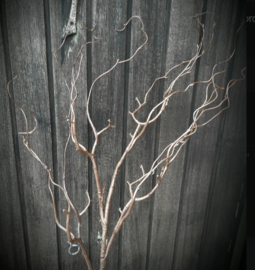 kronkelwilg 102 cm brown