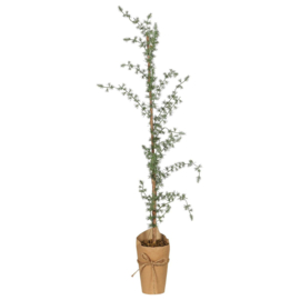 Artificial cedar w/paper stand
