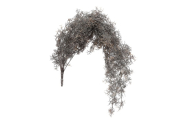 Tillandsia L bruin