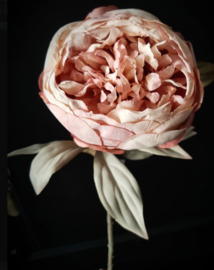 PEONY antique pink
