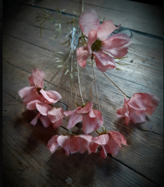 Cosmos antique pink