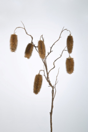 Teasel Spray 107 cm