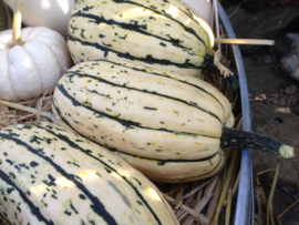 Pompoen 'Bush Delicata', Cucurbita pepo