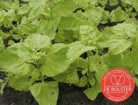 Tuinmelde lichtgroene, Atriplex hortensis Biologisch